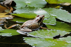 Guenther's Frog