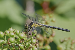 Southern Pigmy Clubtail