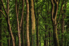 Wald und Bäume