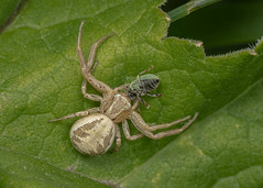 ARACHNIDA > ARANEAE (British Spiders)
