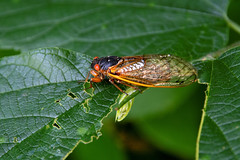 Brood X Periodic Cicadas