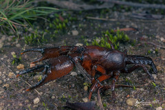 Tasmanian Crayfish