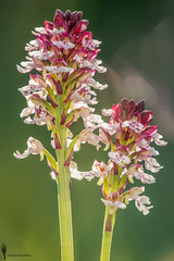 Orchide Bruciacchiata (Neotinea ustulata)