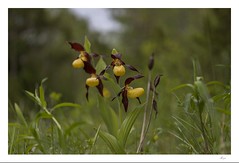 Eesti orhideed/ orchids