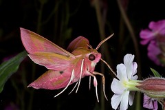 Moths in Flight - Lepidoptera, Heterocera -  fliegende Nachtfalter