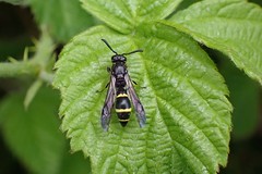 Wasps of Northumberland