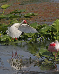 White Ibis - FL