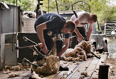 Shearing time, Wigglesworth