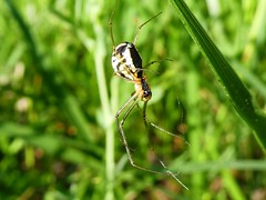 Neriene radiata - Filmy dome spider