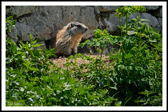 Avifauna ( Marmotte - Nutrie e Lepri.)