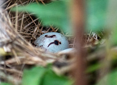 Partially Hidden Red-winged Blackbird Nest