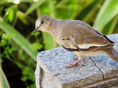 Rolinha-picui/Picui Ground-Dove