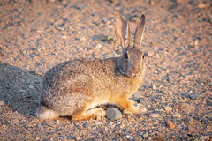 Rabbits & Hares of Arizona