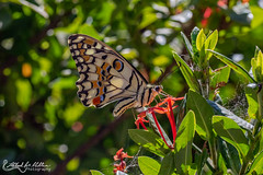 Papilionidae (Swallowtails)