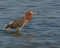 Reddish Egrets - FL