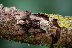 Alder Moth - Acronicta alni