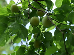 2021 Harvesting plums, Asukano @Nara,Jun2021