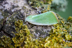 Cream-bordered Green Pea - Earias clorana