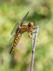 Female Broad bodied chaser