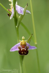 Ophrys abeille - Bee orchid