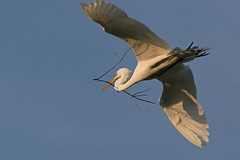 Great White Egret - FL