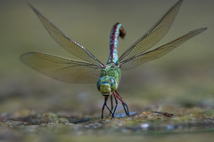 Dragonflies/Libelle,