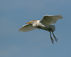 Cattle Egrets - FL