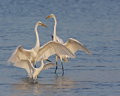 Snowy Egrets - FL
