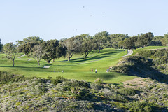 Torrey Pines Golf