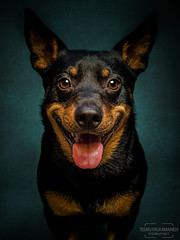 Pet Photography Events