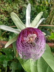 Passiflora metae