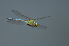 Dragonflies/Libelle,
