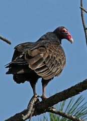 Turkey Vultures - FL
