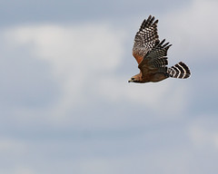 Red-shouldered Hawks - FL
