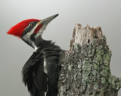 Woodpeckers - FL