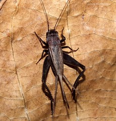 Crickets of Thailand