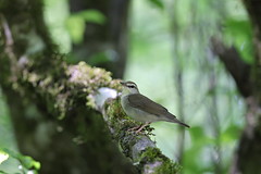 5-22-2021 Swainson's Warbler (Limnothlypis swainsonii)