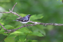 6-4-2021 Black-throated Blue Warbler (Setophaga caerulescens)
