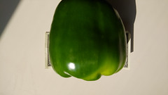 Colossal Green Bell Pepper 2021