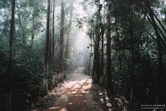 Srimangal Lawachara Forest
