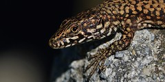 Common Wall Lizard - Podarcis Muralis