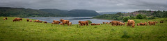 Highland coos (cows)