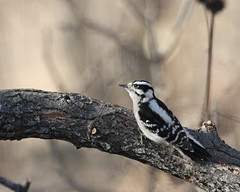 Woodpeckers - Kansas