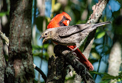 Adult and Juvenile Northern Cardinals.