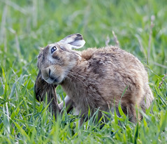 BROWN HARE