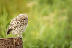 Little Owl 2021