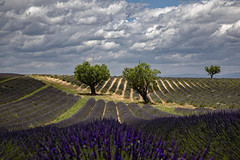 Provence 2021