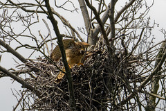Nid de faucons crécerelles / Nest of common kestrels