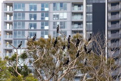 black cormorant
