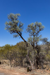 desert oak